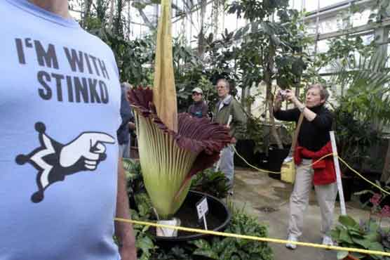 Stinky corpse flower blooms at Ohio State