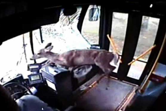 Deer crashes through bus windscreen 