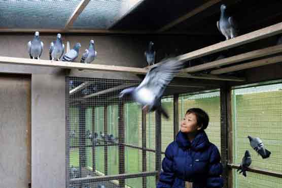 Pigeon sale yields world record for feathered Bolt