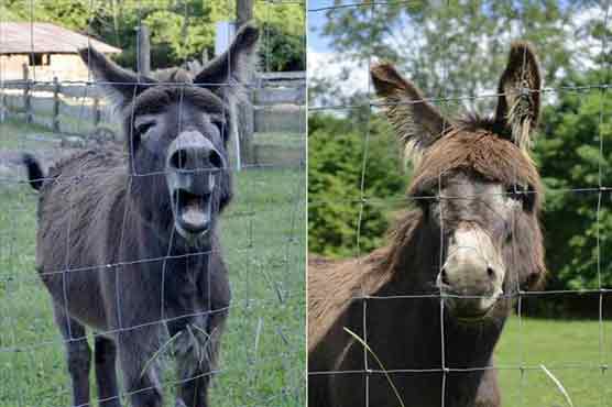 Police to book 2 donkeys for mauling man to death 