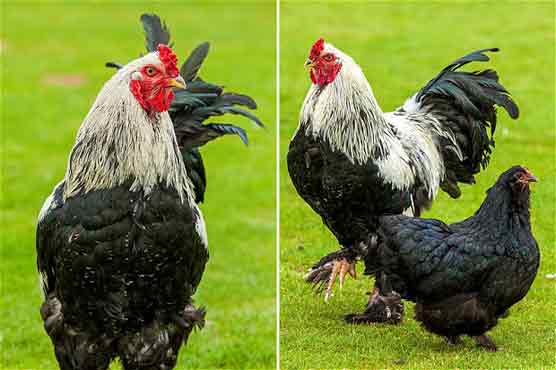 World's tallest cockerel reared on popcorn