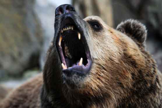 Injured Bosnian shepherd who killed wild bear hospitalized