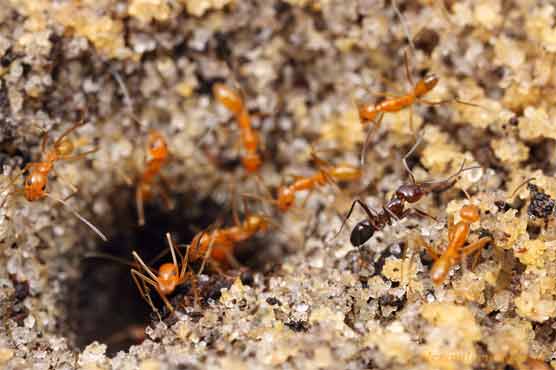 Ants jam doorbell, keep German woman awake