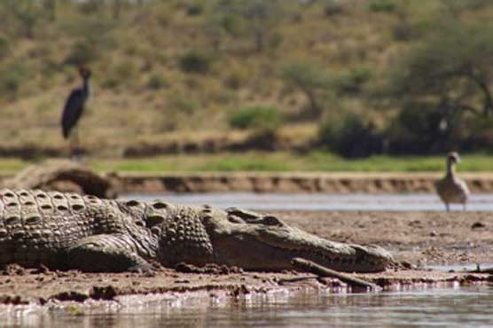 Croc kills Indonesian fishing for crabs in river