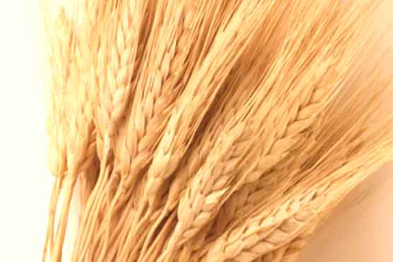 Japan suspends wheat deal with US over quality issue