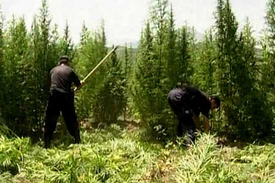 Hundreds of cannabis workers fall ill in Albanian village