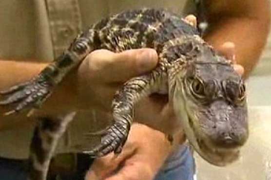 Alligator found under escalator at Chicago airport