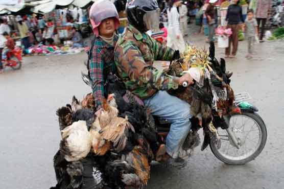 Bird flu kills 12 in Cambodia in 2013