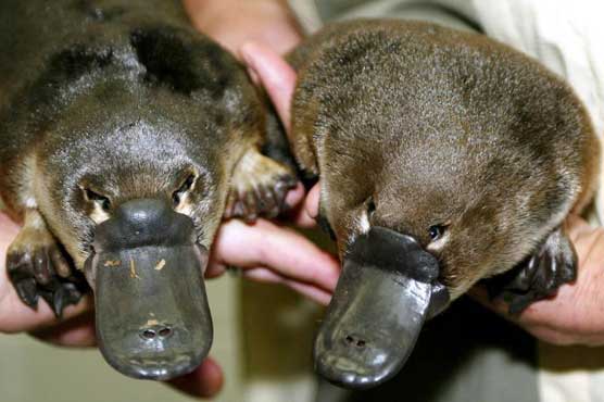 Extinct 'Godzilla' platypus found in Australia 