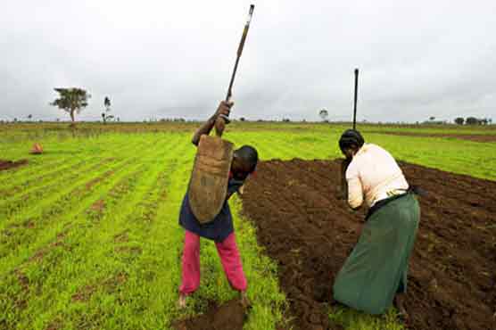 Nigeria farmers lose $19 million to uprising 