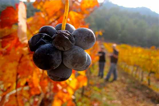Spanish wine makers push for gains in Chinese market 