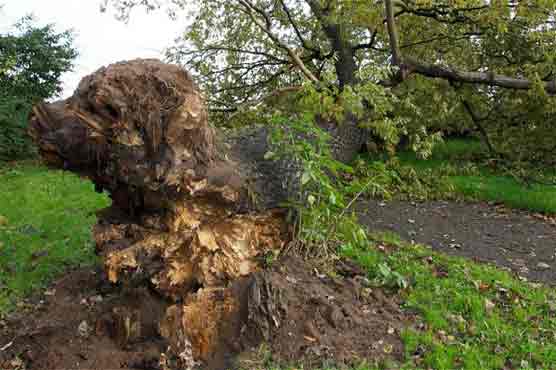 Tree felled by storm exposes roots in shape of a dog