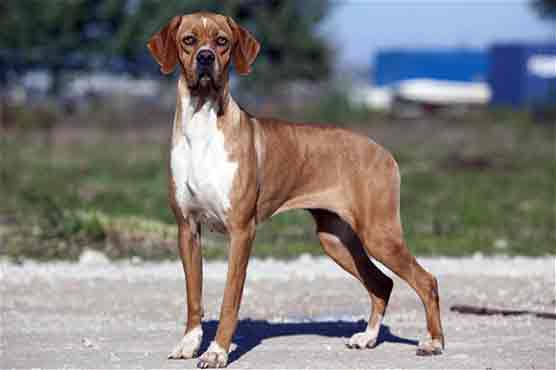 Britain's newest pedigree dog