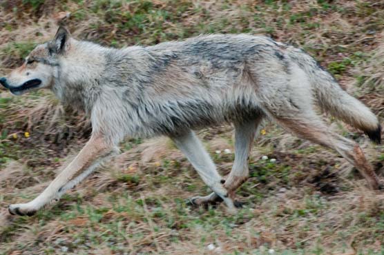 Modern dogs described from European wolves: study