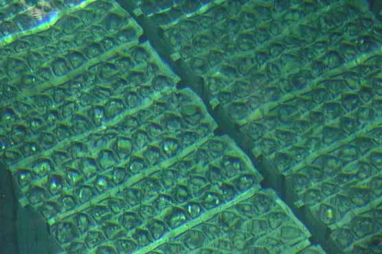 Japan nuclear plant to begin removing fuel rods