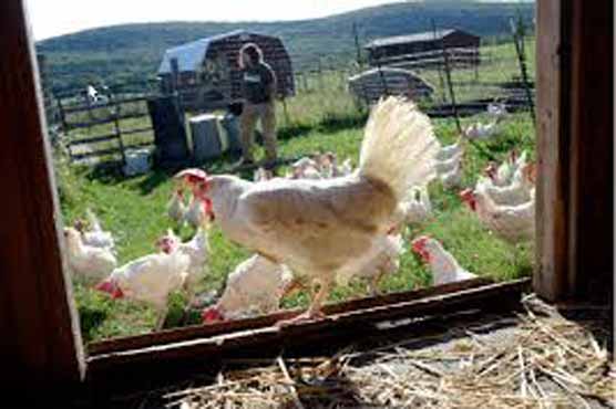 Bird flu claims 163rd fatality in Indonesia