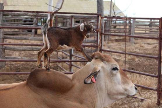 Baby goat and bullock develop unlikely friendship
