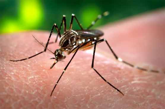 25 more dengue cases surface in Punjab 