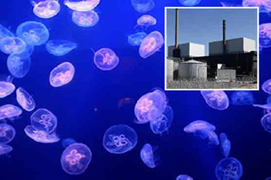 Wave of jellyfish shuts down Swedish nuclear plant 