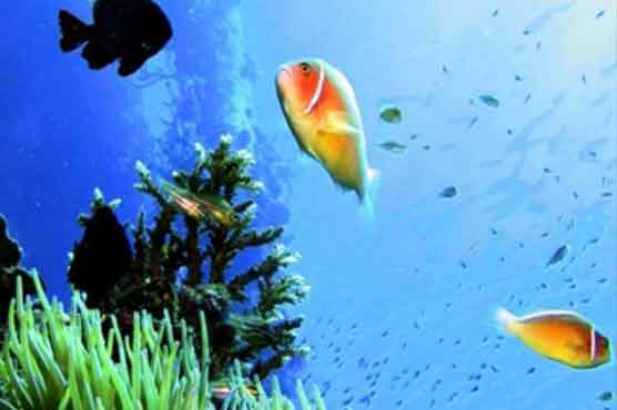 World oceans face “deadly trio” of threats: study