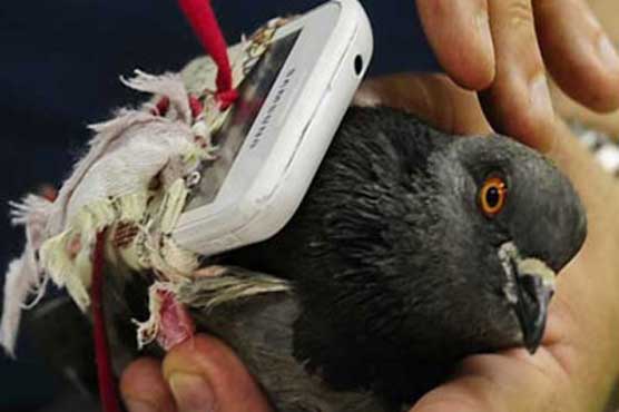 Attempt to send phone by carrier pigeon to jail fails