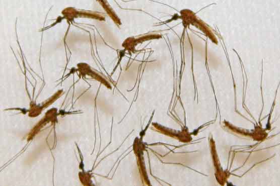 African experts cautious on malaria vaccine