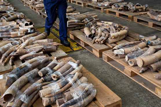 Vietnam seizes 2 tons of smuggled elephant tusks