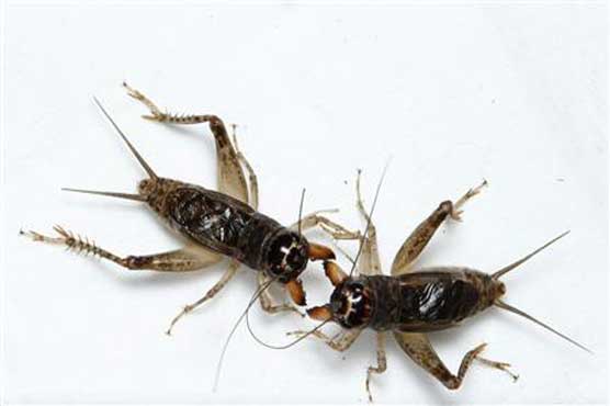 Crickets fight it out at China's championships