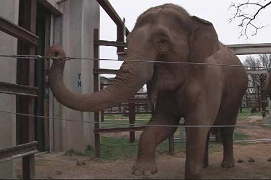 Zookeeper in US killed by elephant