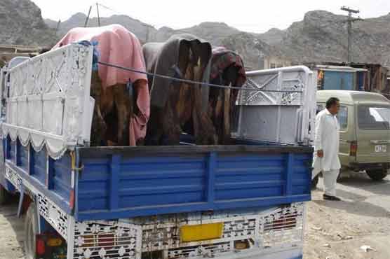 No check on cattle smuggling to Afghanistan