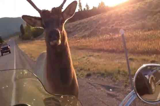 Elk chases couple on motorcycle in Montana, USA