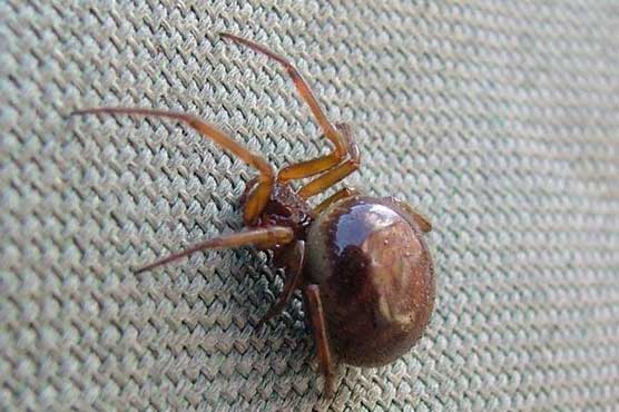 False widow spiders creeps across UK 