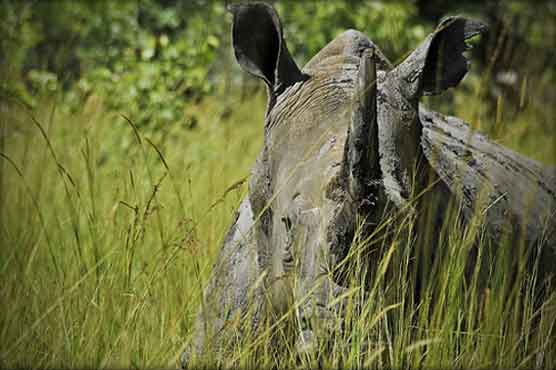 Kenya to microchip all rhinos' horns to beat poachers