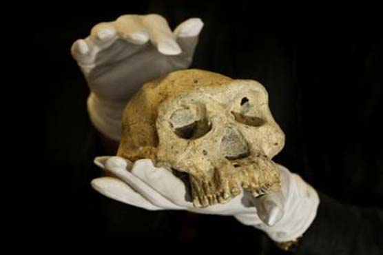 Skull discovery suggests early man was single species