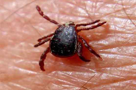 Man dies of Congo-virus in Lahore