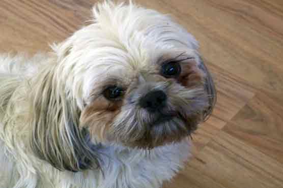 Death of 580 dogs: US can't find cause of pet poison