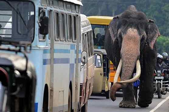 Sri Lanka cancels elephant race at expressway