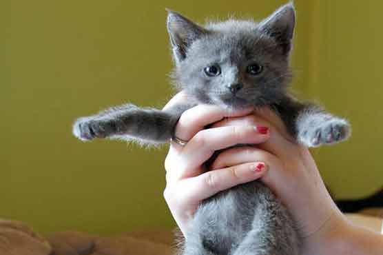 App that lets you get kittens delivered to your door