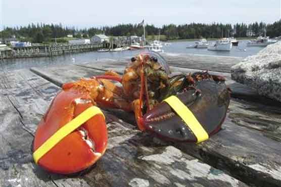 2-tone lobster, orange and brown, shown in Maine 
