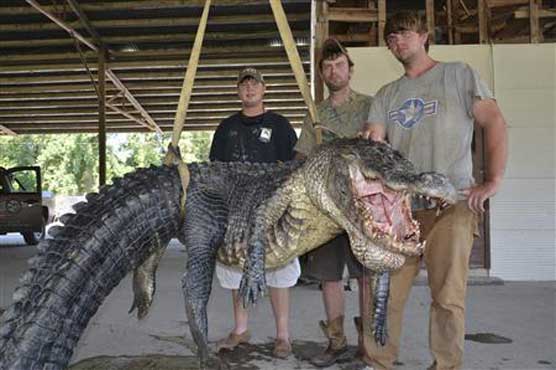 Mississippi alligator hunting season gets off to a record start 