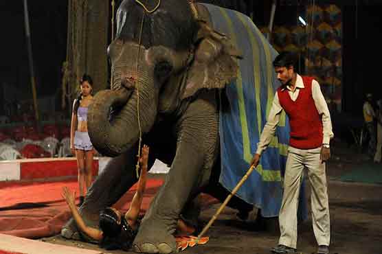 India considers banning use of animals in circuses 