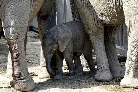Elephant born for 1st time using frozen sperm