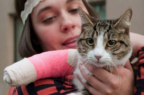Cat survives 11-story fall at Alaska apartment