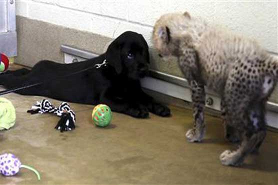 Zoo to raise cheetah cubs with a Labrador puppy