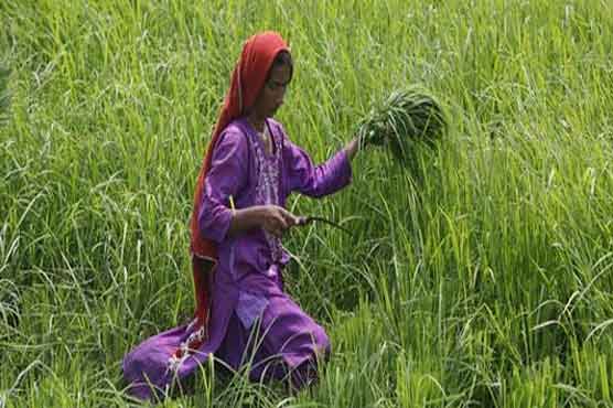 PARC researches must benefit farmers: minister 