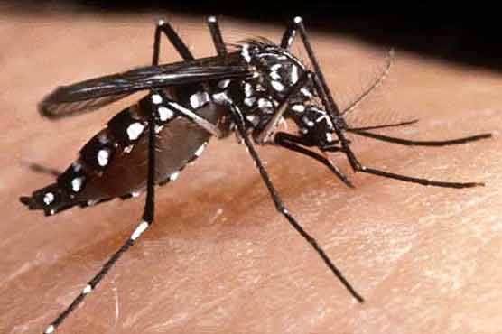 72 dengue cases reported in Sindh, toll rises to 1242