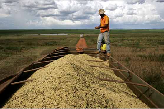 China's hunger for soya more animal than vegetable