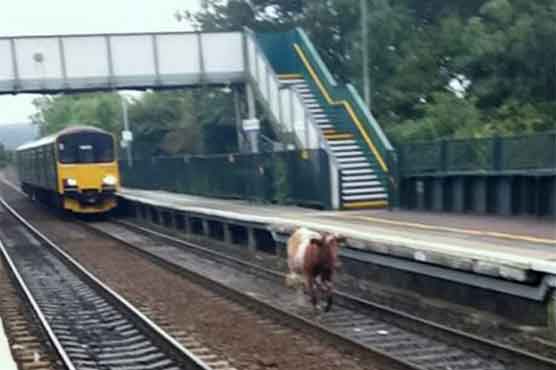 Cow on the tracks delays train in England