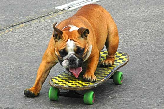 Bulldog got some skateboarding skills 