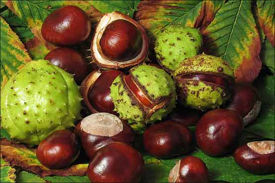 British drivers can pay for parking with chestnuts